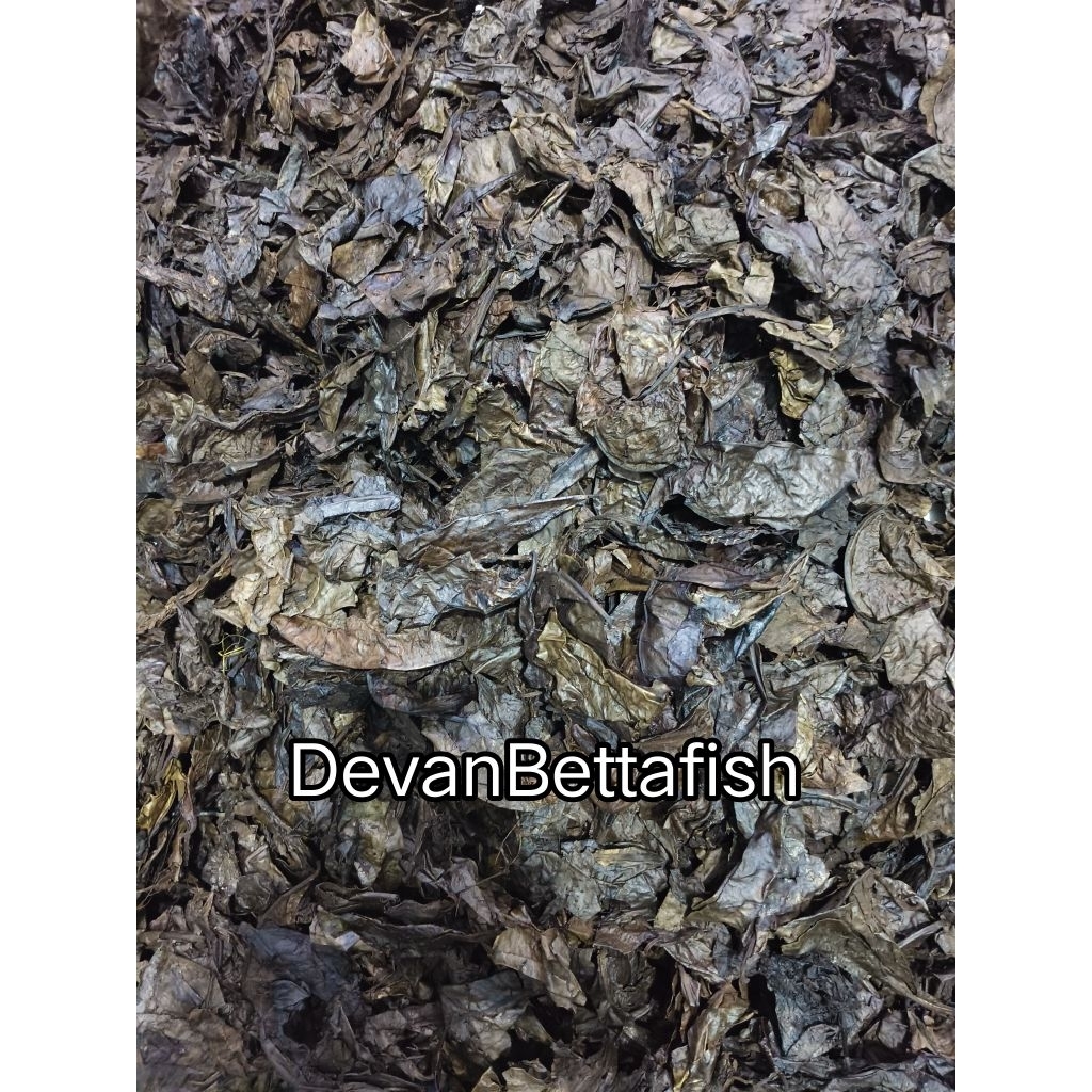 DAUN KETAPANG MERAH LAUT/ RED CATAPPA KERING OLAHAN HASIL FERMENTASI SUPER GRADE A++ BISA UNTUK CUPA