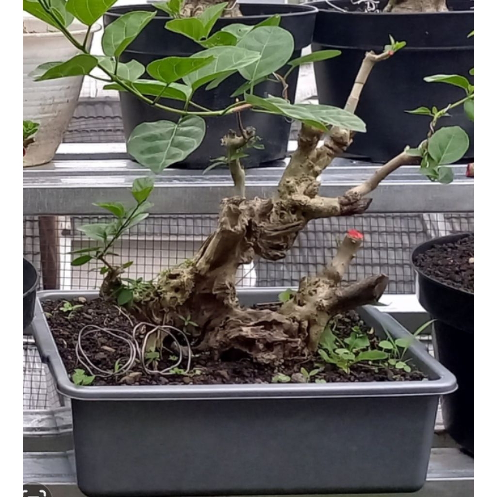 Bonsai Wacang fhosil