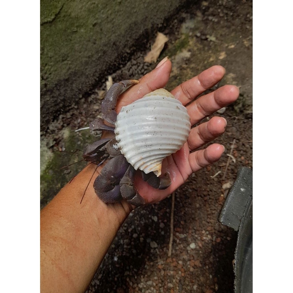 Cangkang mainan XXL Kelomang Jumbo