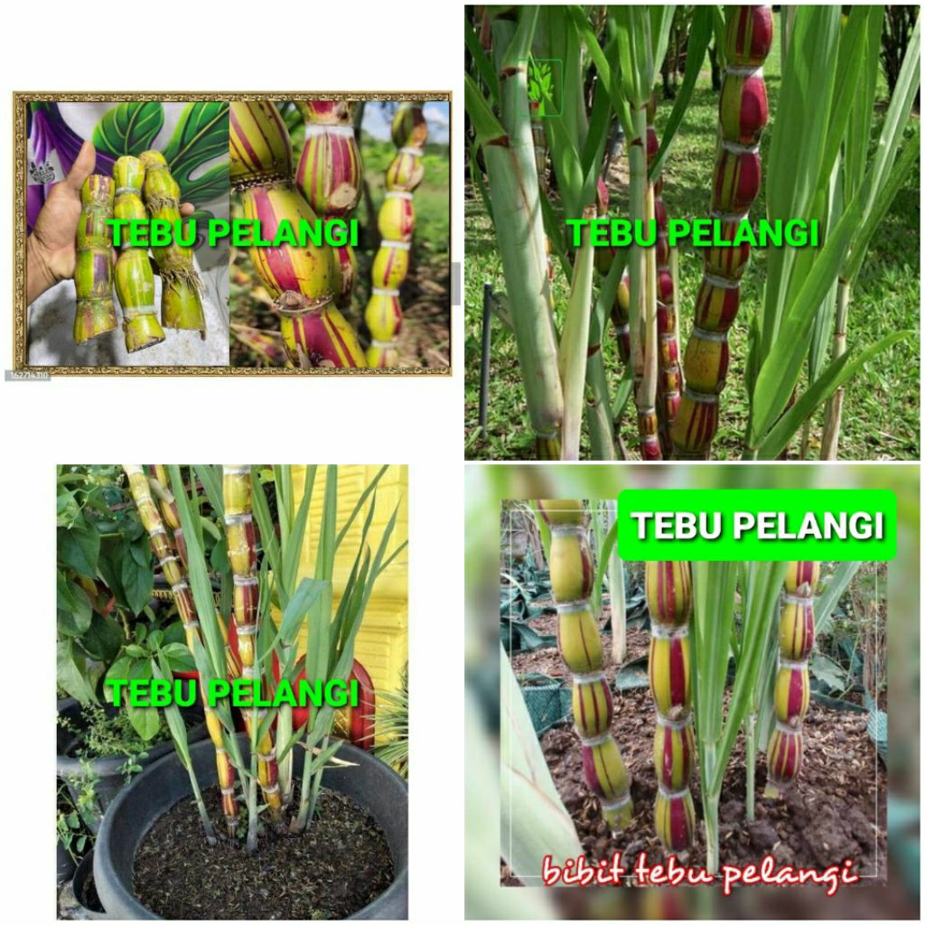 TEBU PELANGI PER RUAS