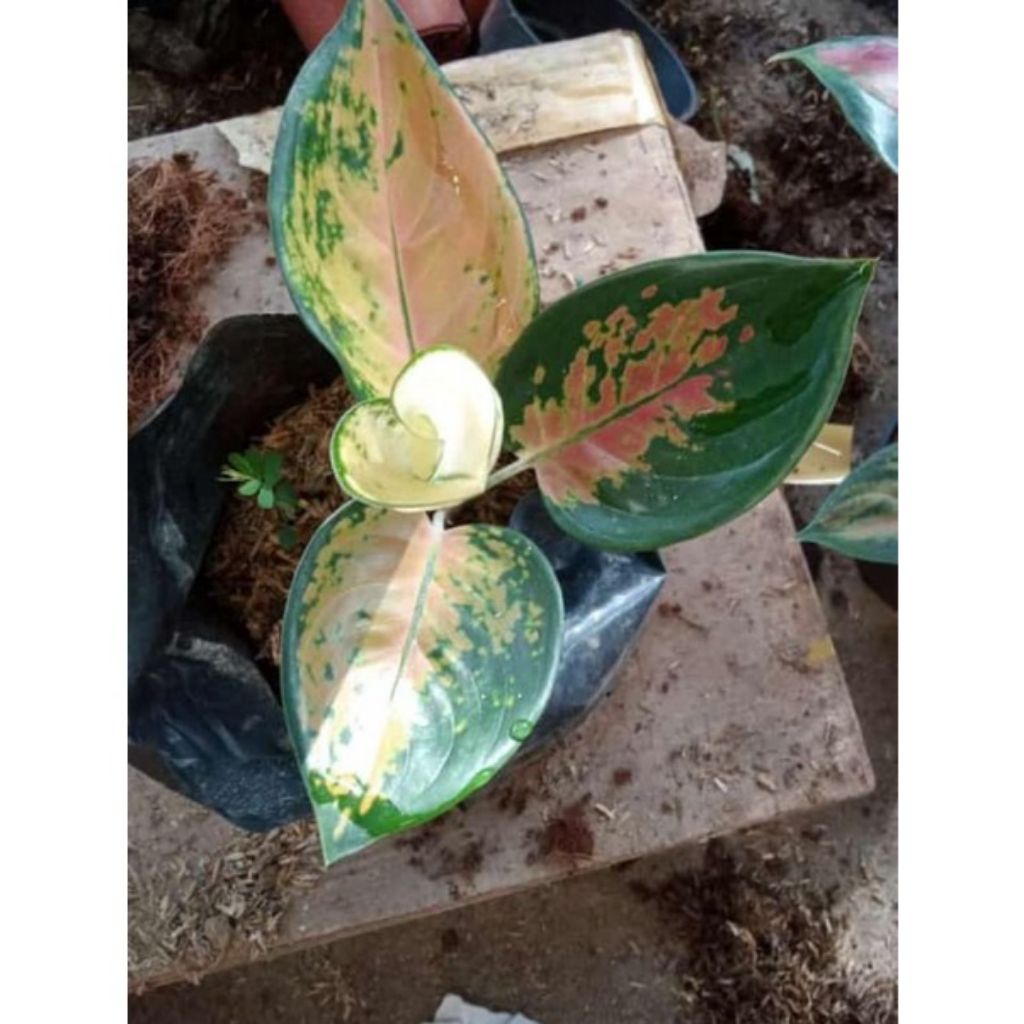 bibit Tanaman hias aglonema sultan brunai asli
