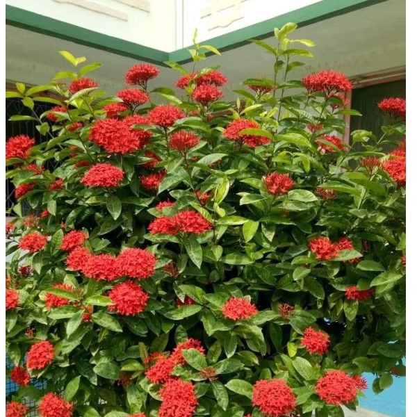 PROMO Asoka Jepang Murah / Tanaman Hias Asoka Jepang / Pagar Hidup Asoka / Tanaman Pagar Hidup Pagar