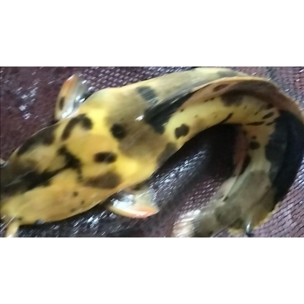 Lele Albino kurleb 30 cm