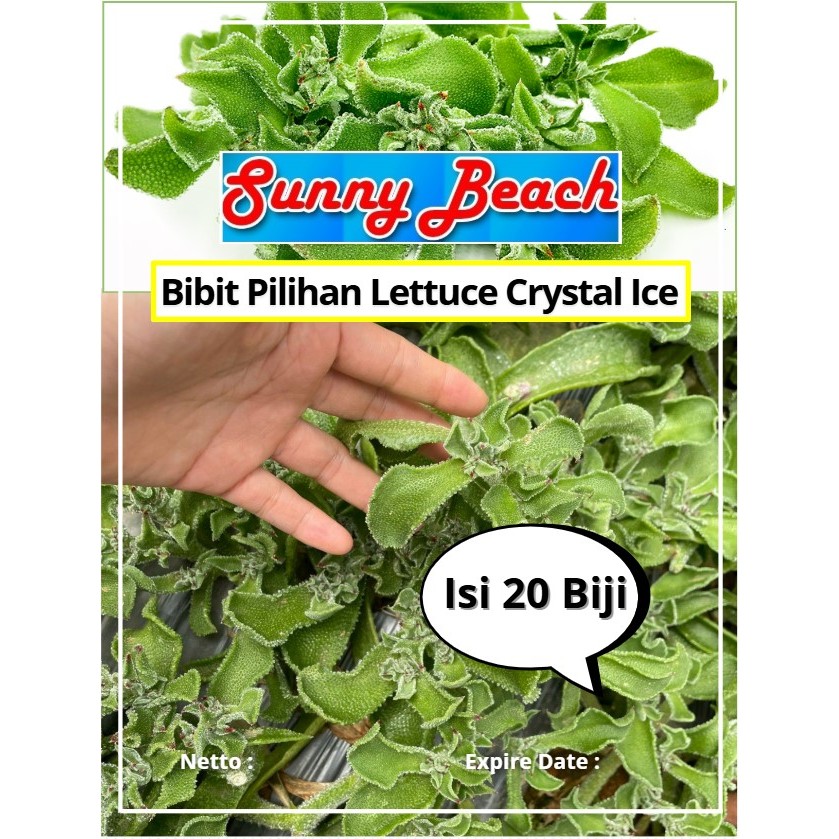 Bibit Pilihan Lettuce Crystal Ice | Biji Benih Lettuce Crystal Ice | Crstal Lettuce
