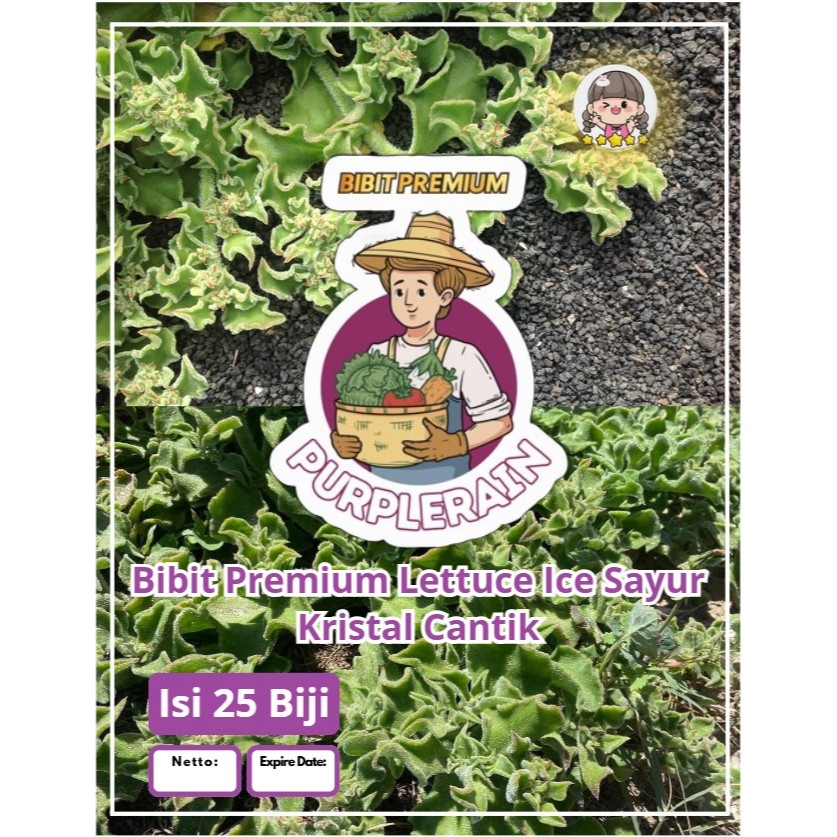 Bibit Premium Lettuce Ice Sayur Kristal Cantik | Biji Benih Lettuce Ice Sayur Kristal Cantik | Cryst