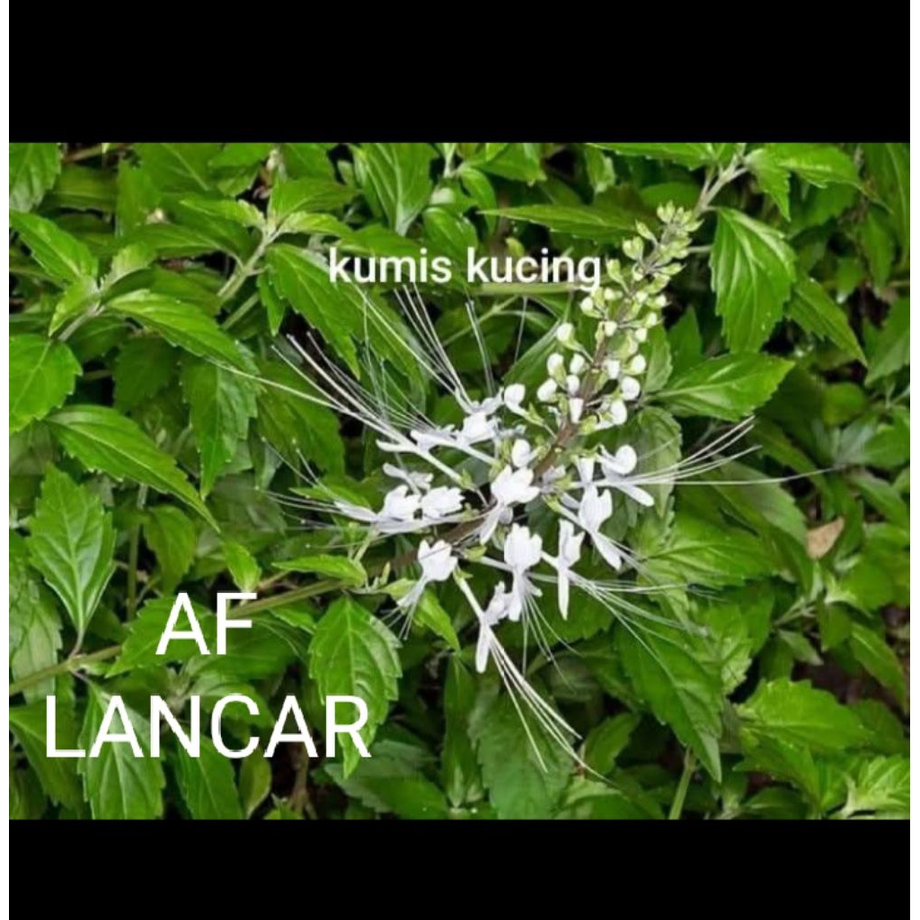 Daun Kumis Kucing Segar 50g - Diuretik, Antiinflamasi, Antibakteri