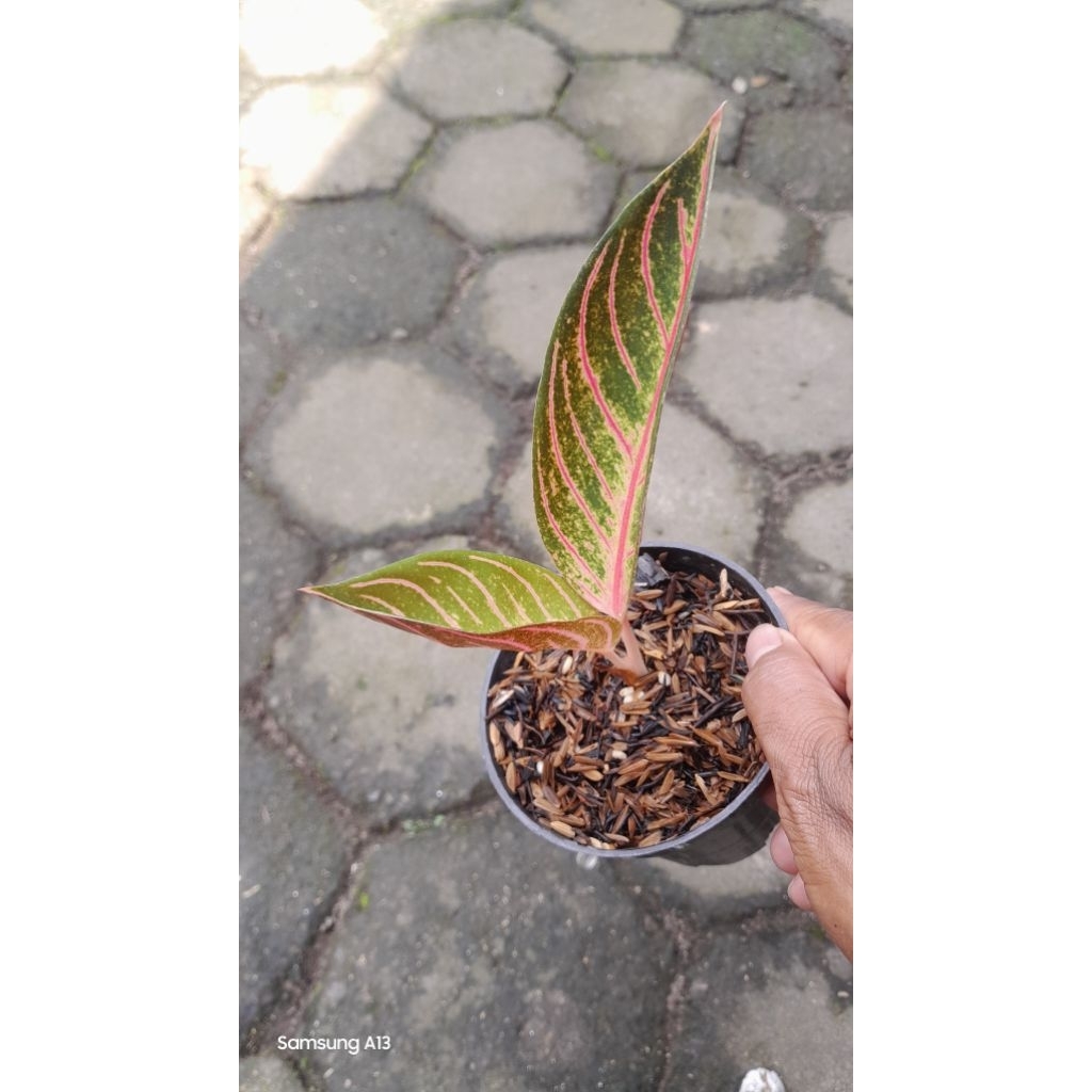Aglonema POS/Red Sumatra/Redsum (Daun 2) (2)