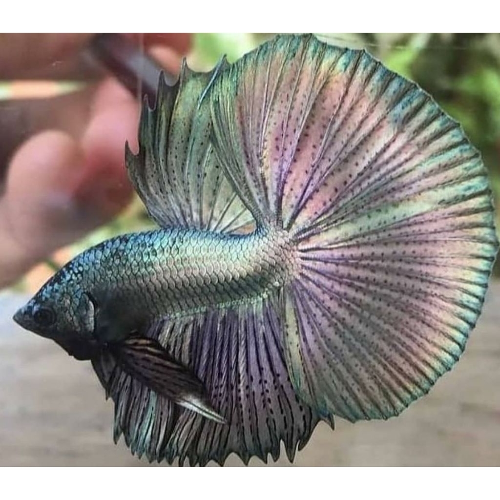 Cooper Halfmoon Metallic Dewasa