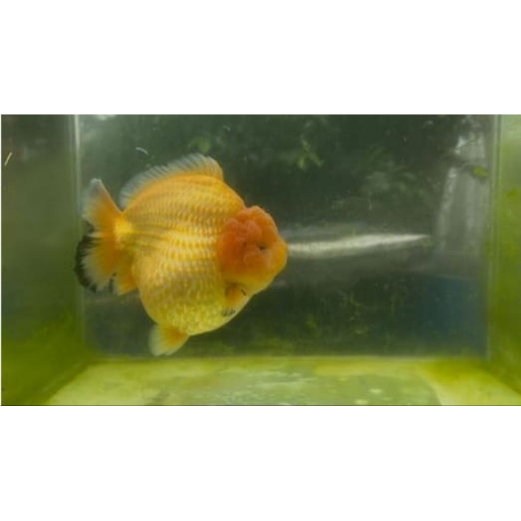 IKAN KOKI ORANDA OST SHORT BODY 8CM