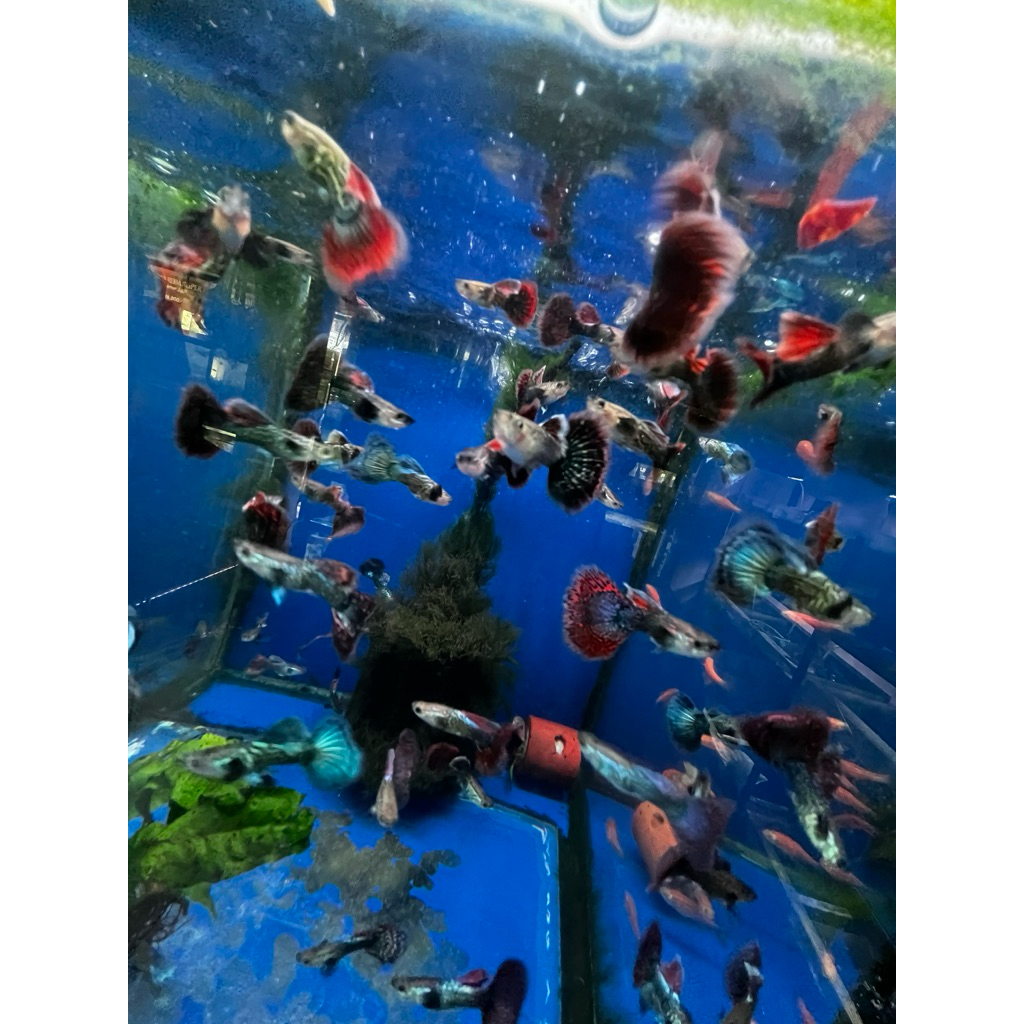 Guppy/red dragon/jantan