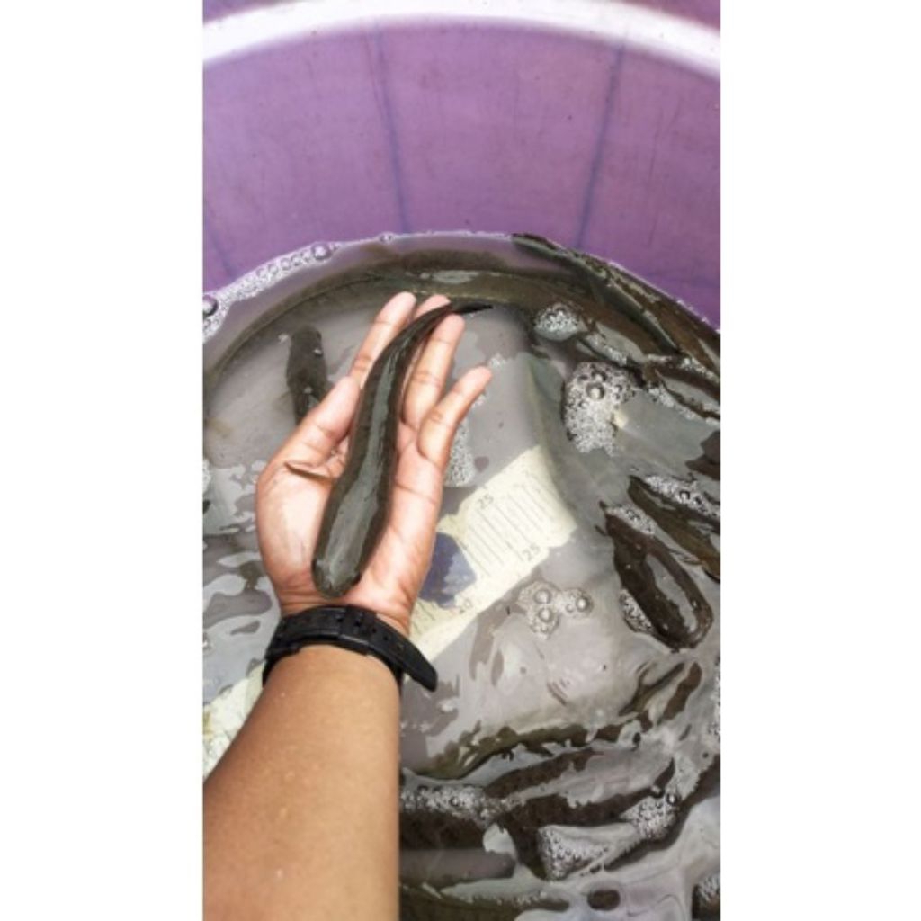 Ikan Gabus bogo sungai hidup paket 30biji