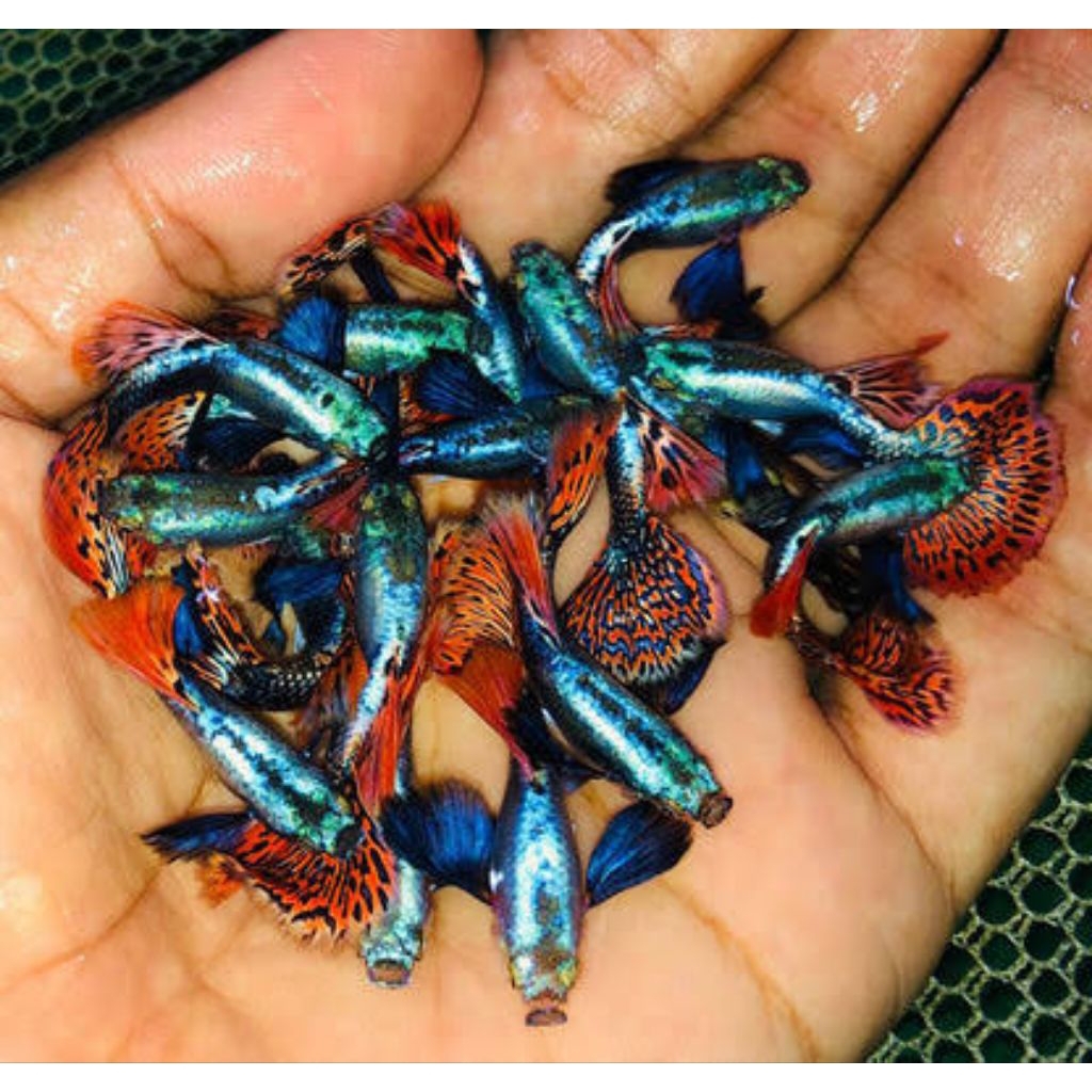 guppy prmbe sepasang