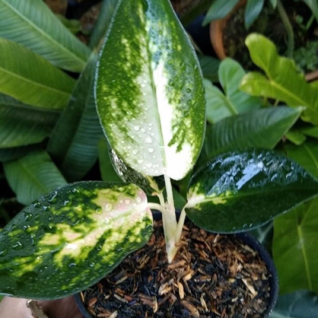 Tanaman hias aglonema bibit kochin escada