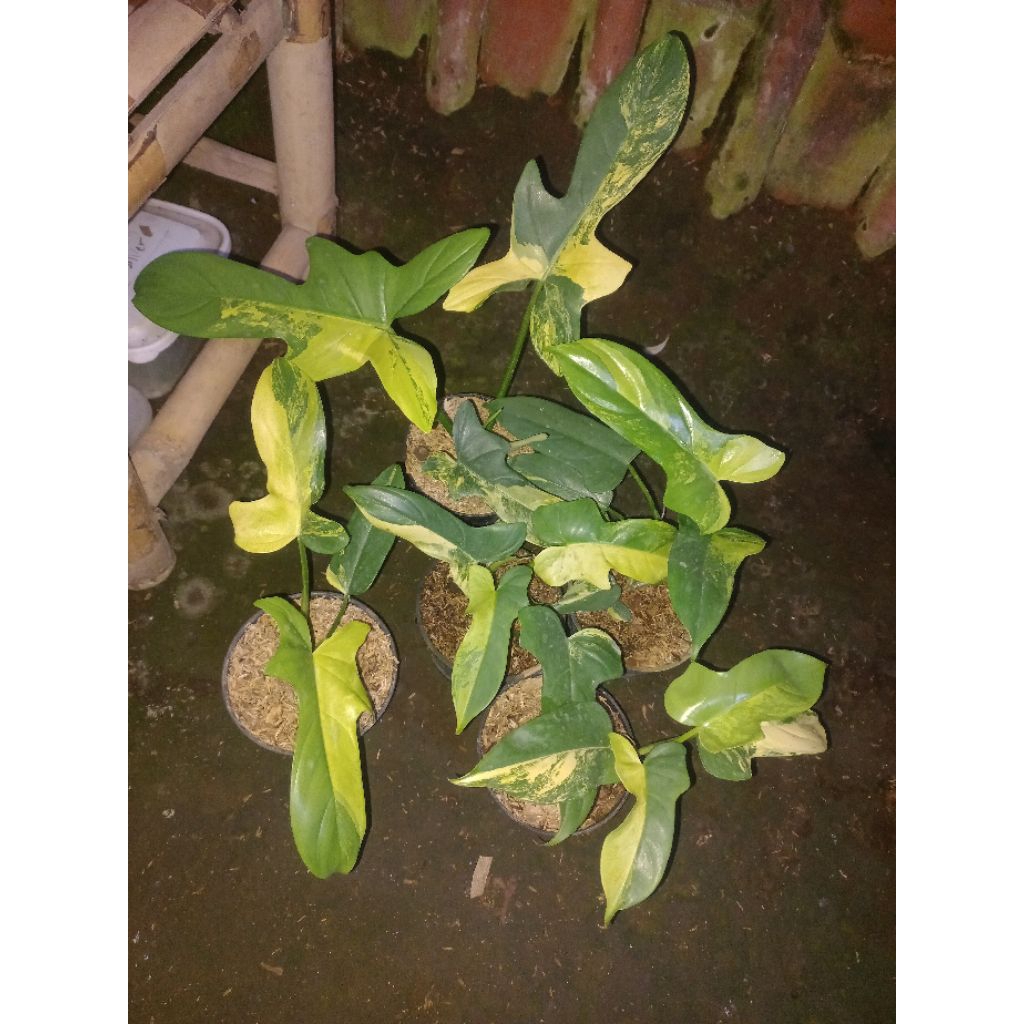 Tanaman hias Philodendron Violin variegata / Bipennifolium Variegata