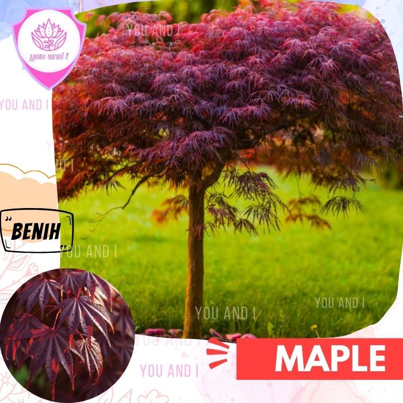 Benih MAPLE RED Japanese - Biji Pohon