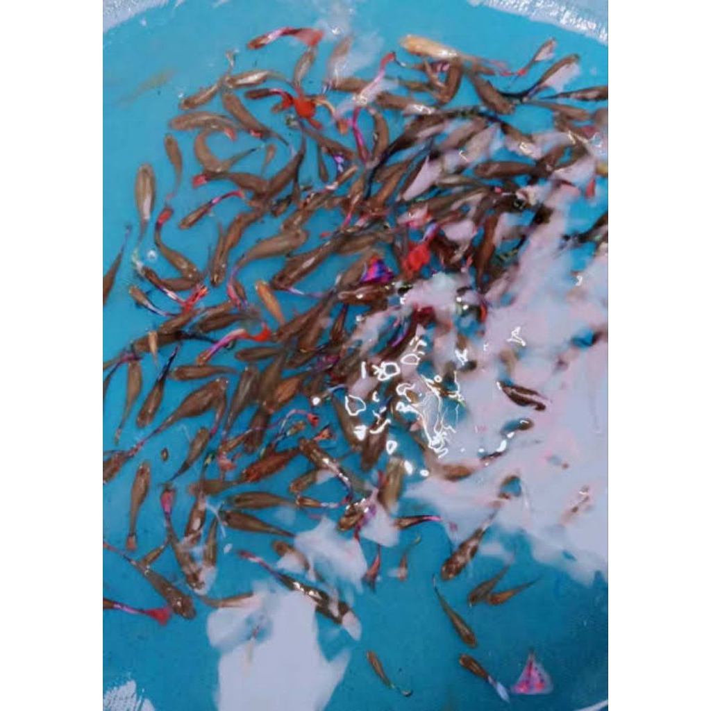 Ikan Guppy Cendolan