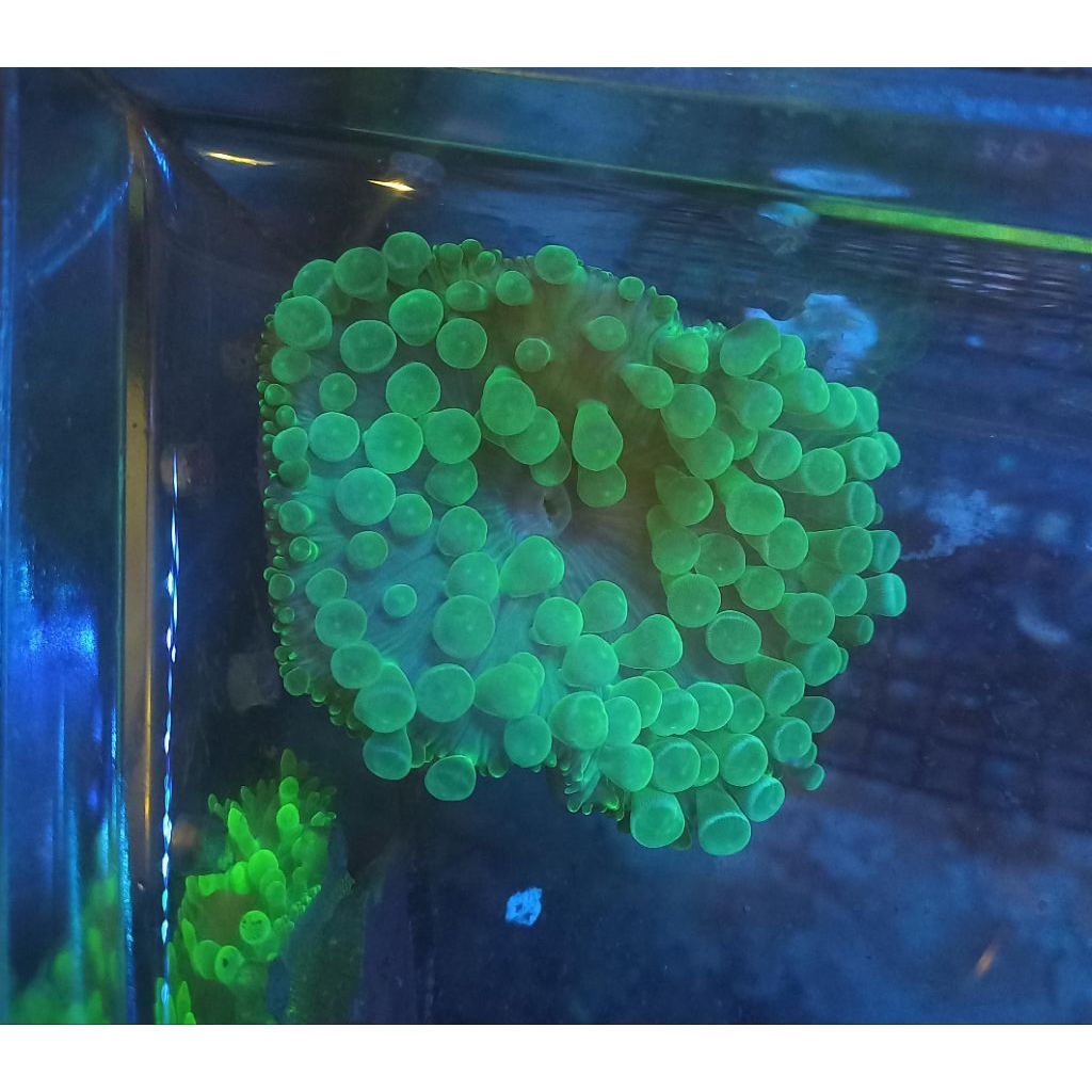 anemon jagung hijau rumah nemo