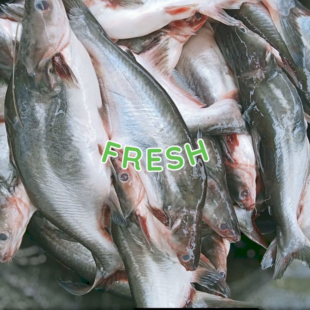 ikan patin segar ikan patin merah