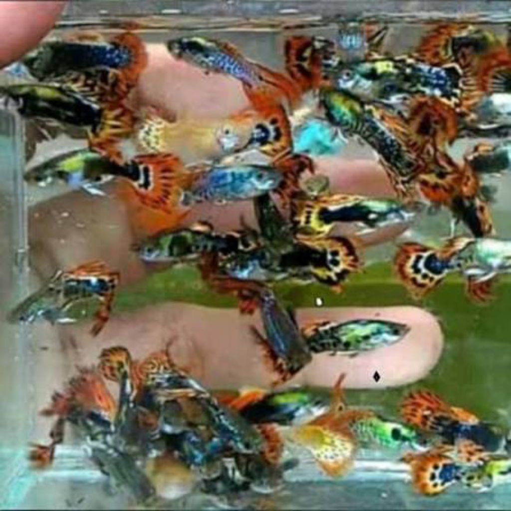 hiasan aquarium ikan Guppy Cendolan ukuran M