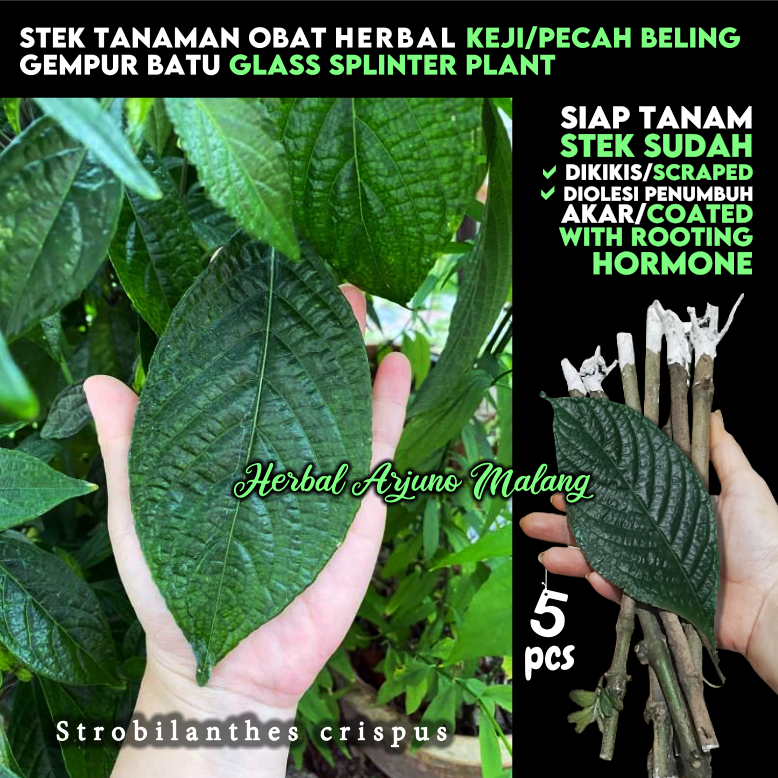 Keji Beling Kejibeling 5pcs Stek Batang Tanaman Toga Obat Herbal Apotek Hidup Mudah Cepat Tumbuh Kec
