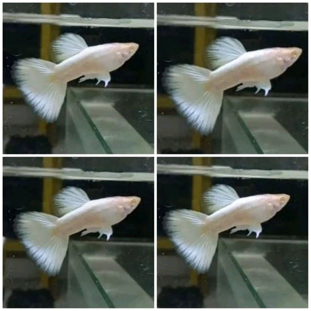 GUPPY ALBINO FULL PLATINUM (afp)