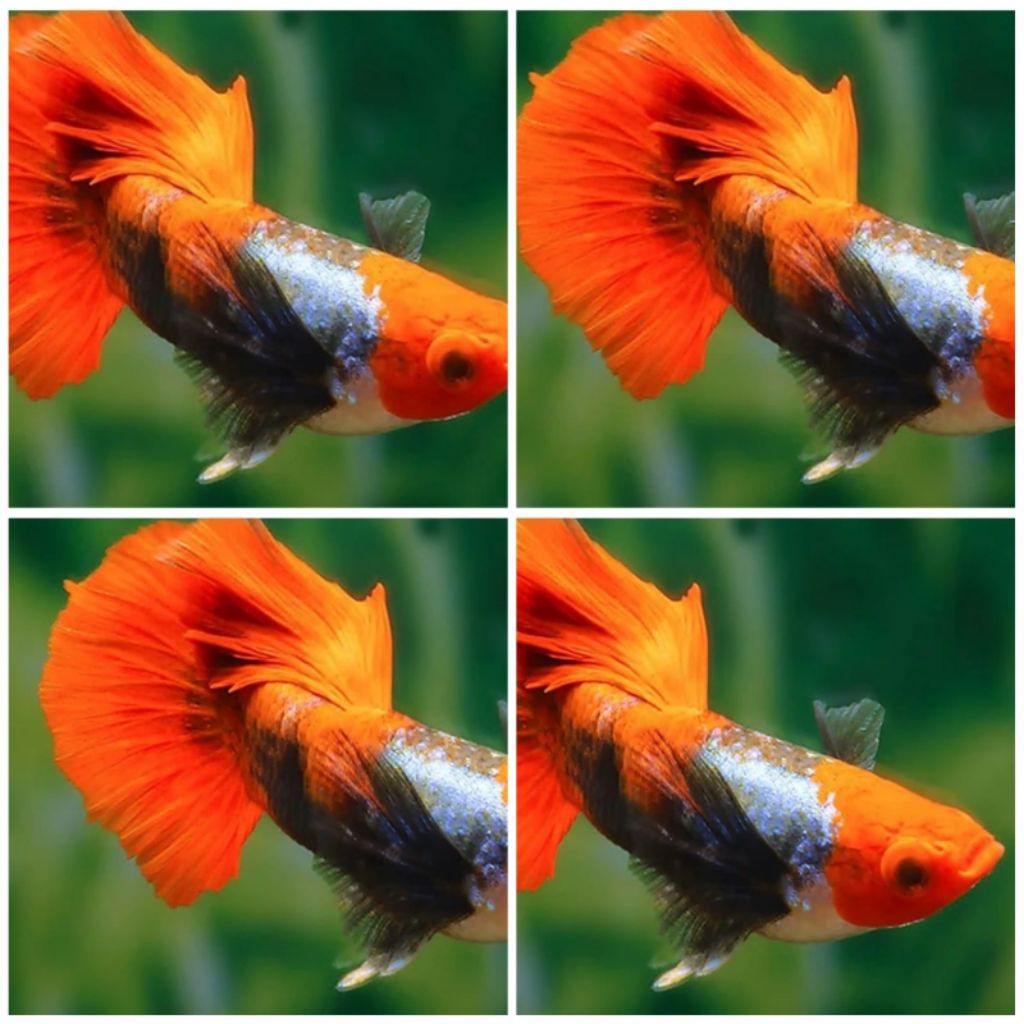 GUPPY TUXHEDO KOI INDUKAN SIAP BREEDING