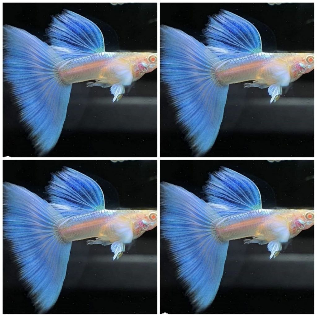 GUPPY ALBINO BLUE SKY / SKY BLUE TOPAZ