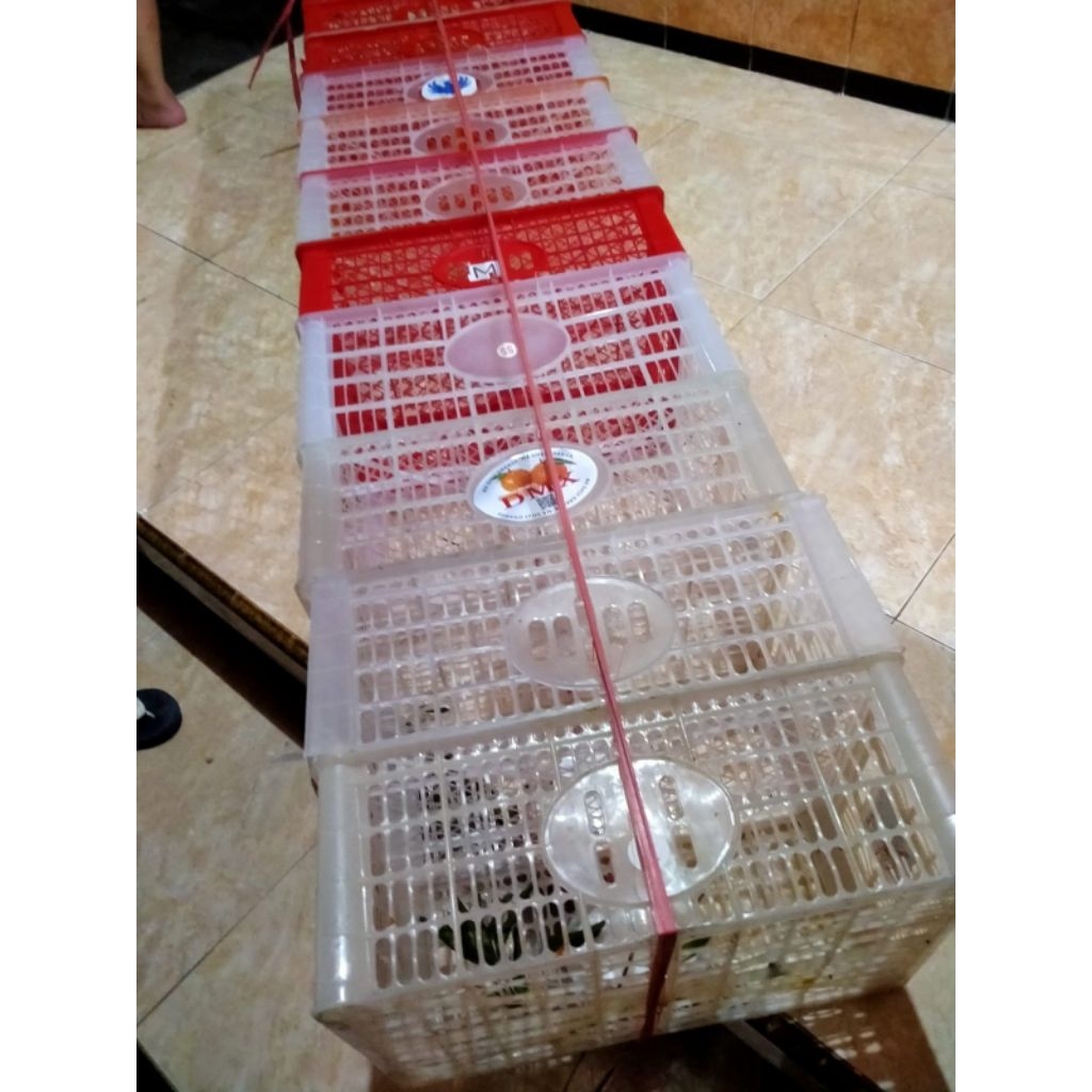 Keranjang plastik bekas buah (box buah) cocok untuk packing DOC