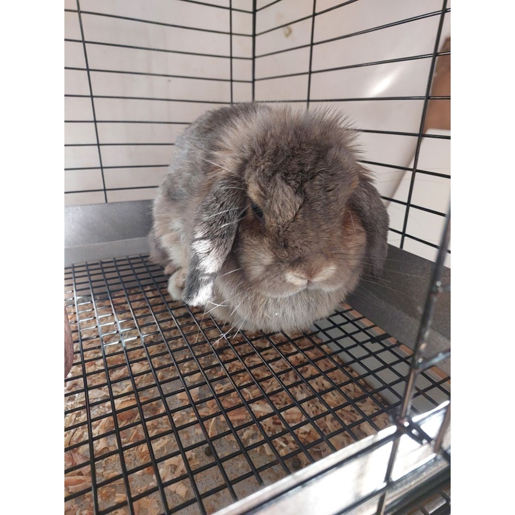 kelinci holland lop opal indukan betina