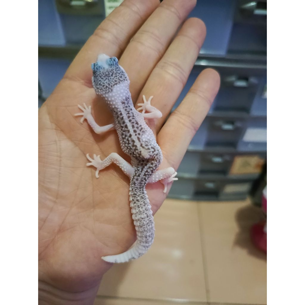 LG PIED SPIEDLINE MINUSAN