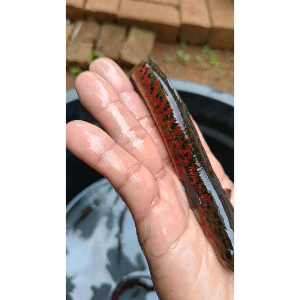 Asiatica Red Spot Pure