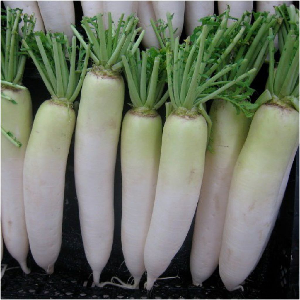 Benih Bibit Biji Lobak Putih F1 Hibrida Ming Ho ISI 5 BENIH