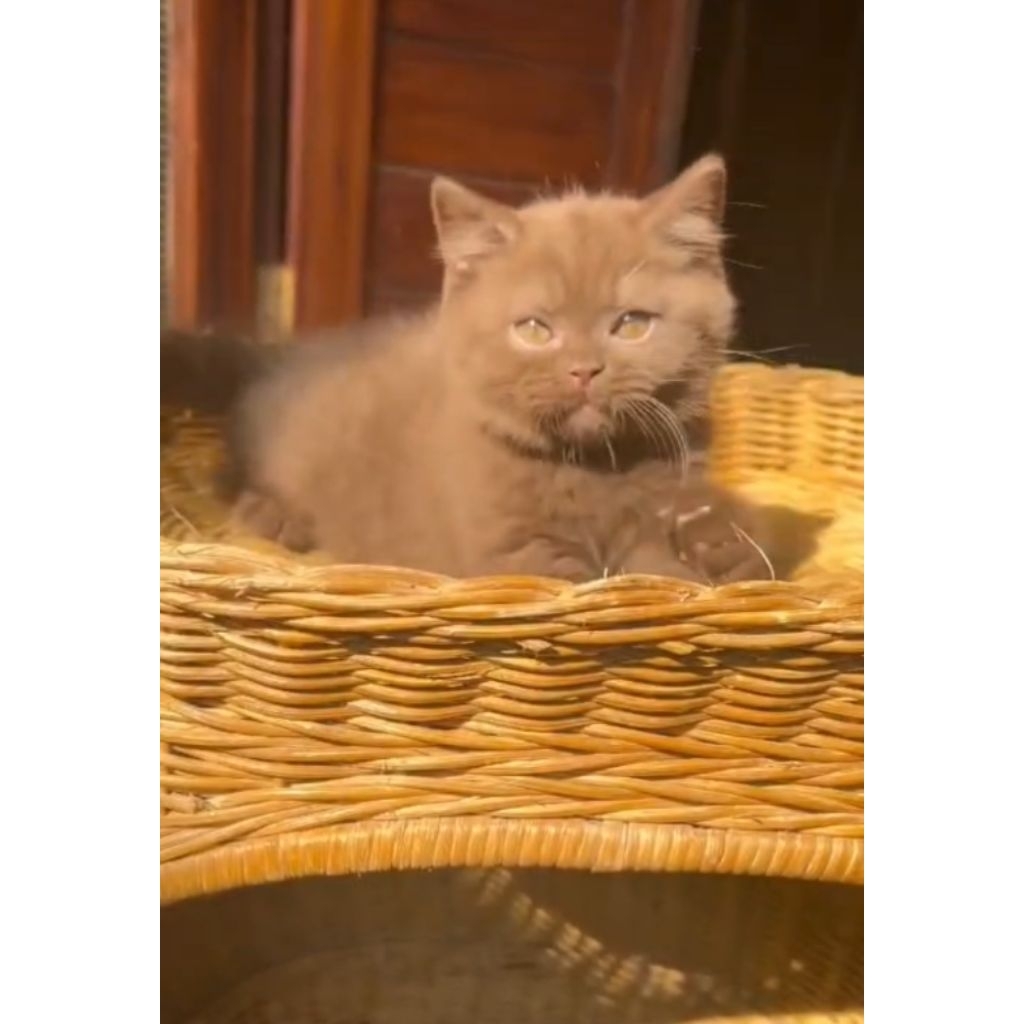 BSH coklat jantan kitten