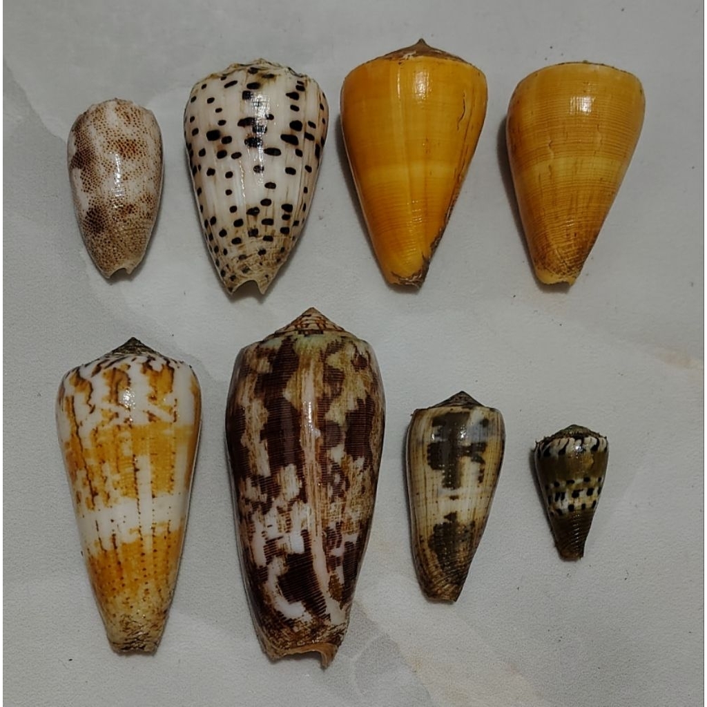 cangkang kerang conus (all)