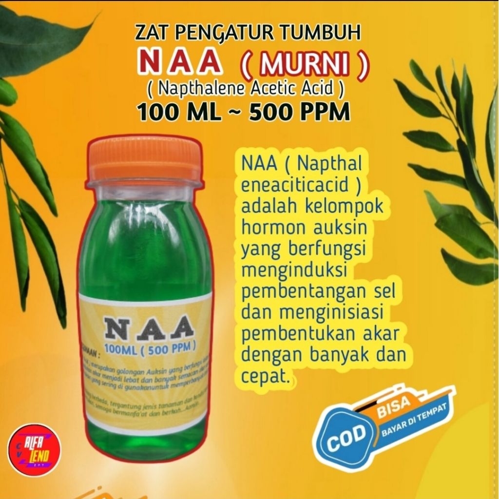 ZPT NAA kelompok hormon auxin berfungsi menumbuhkan akar menjadi banyak melebihi dari biasanya 100 m