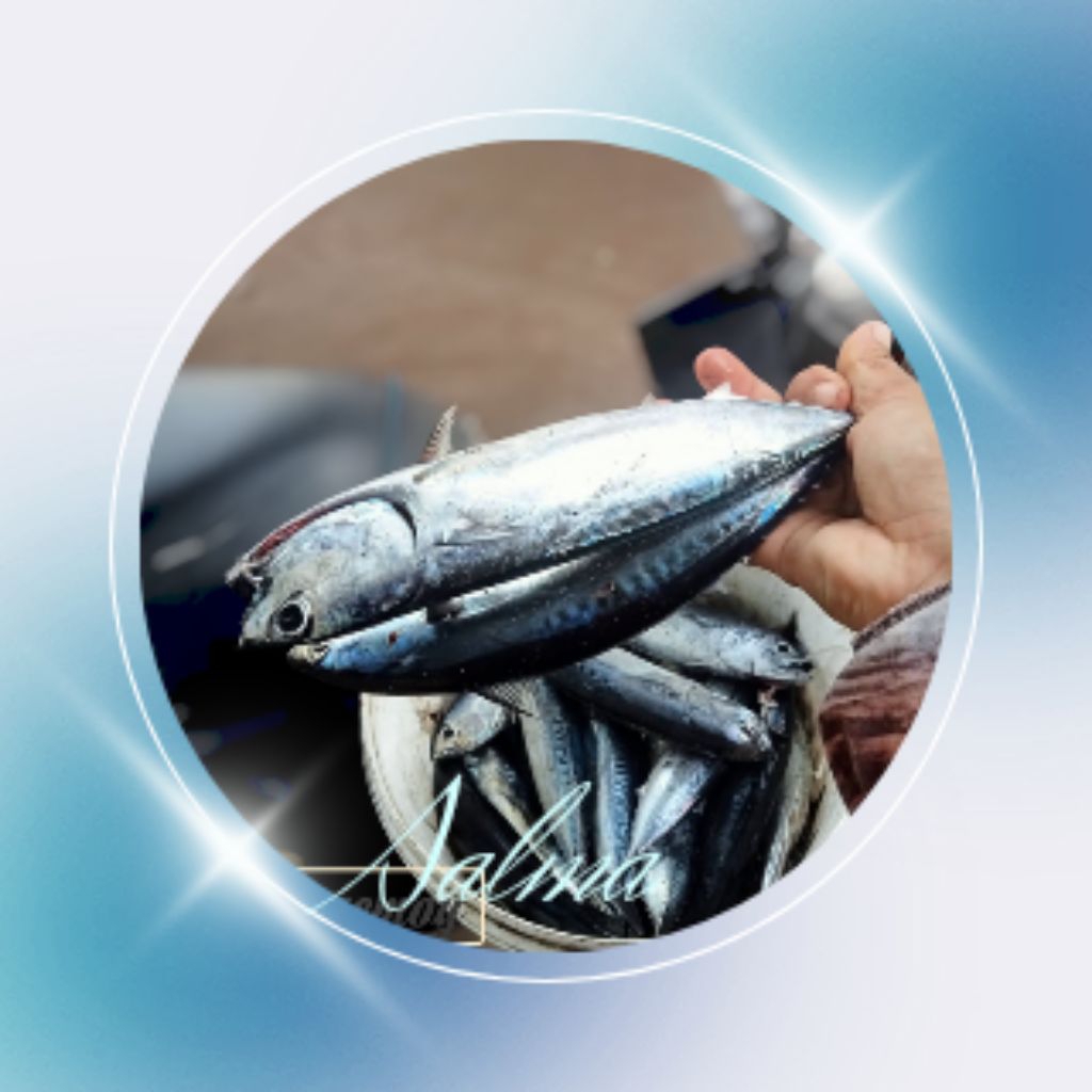 ikan tongkol lisong segar ikan laut super premium