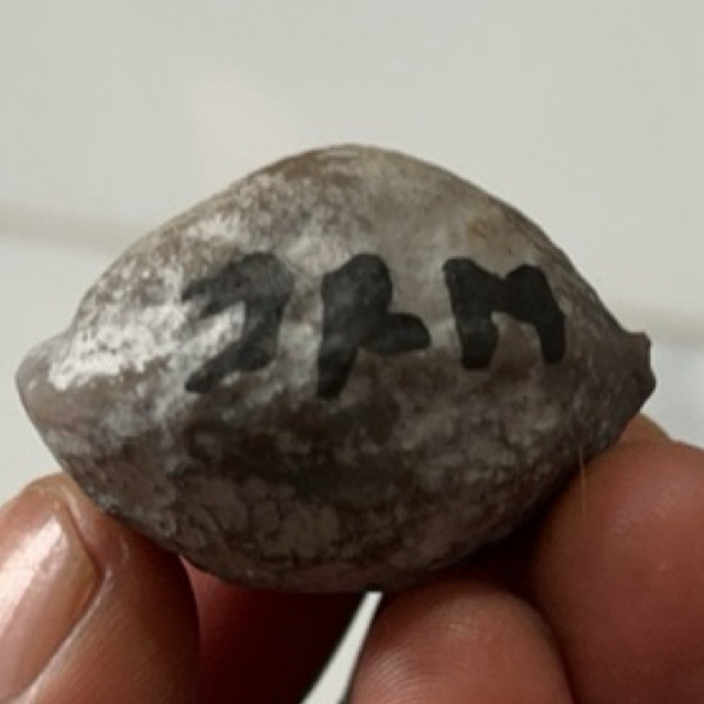 MUNCANG KEMIRI ADU JAYANTI SI JARUM
