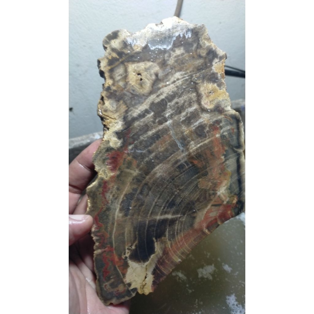 batu bahan natural fosiI kayu kelor motif dan combong