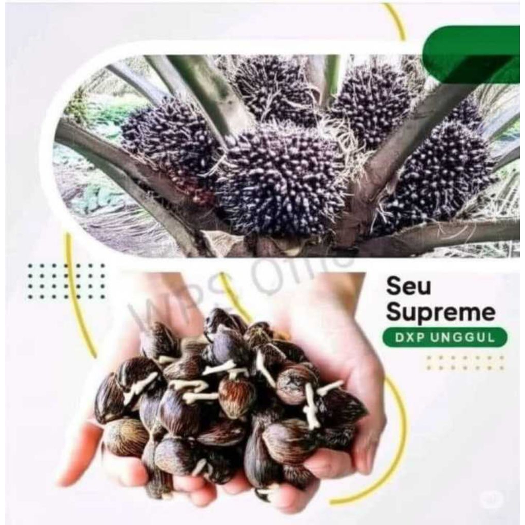 BENIH KECAMBAH SAWIT UNGGUL DXP SEU SUPREME ORIGINAL