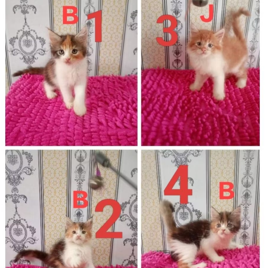 (KHUSUS GOJEK)Anak Kucing Kitten Persia Flatnose Medium