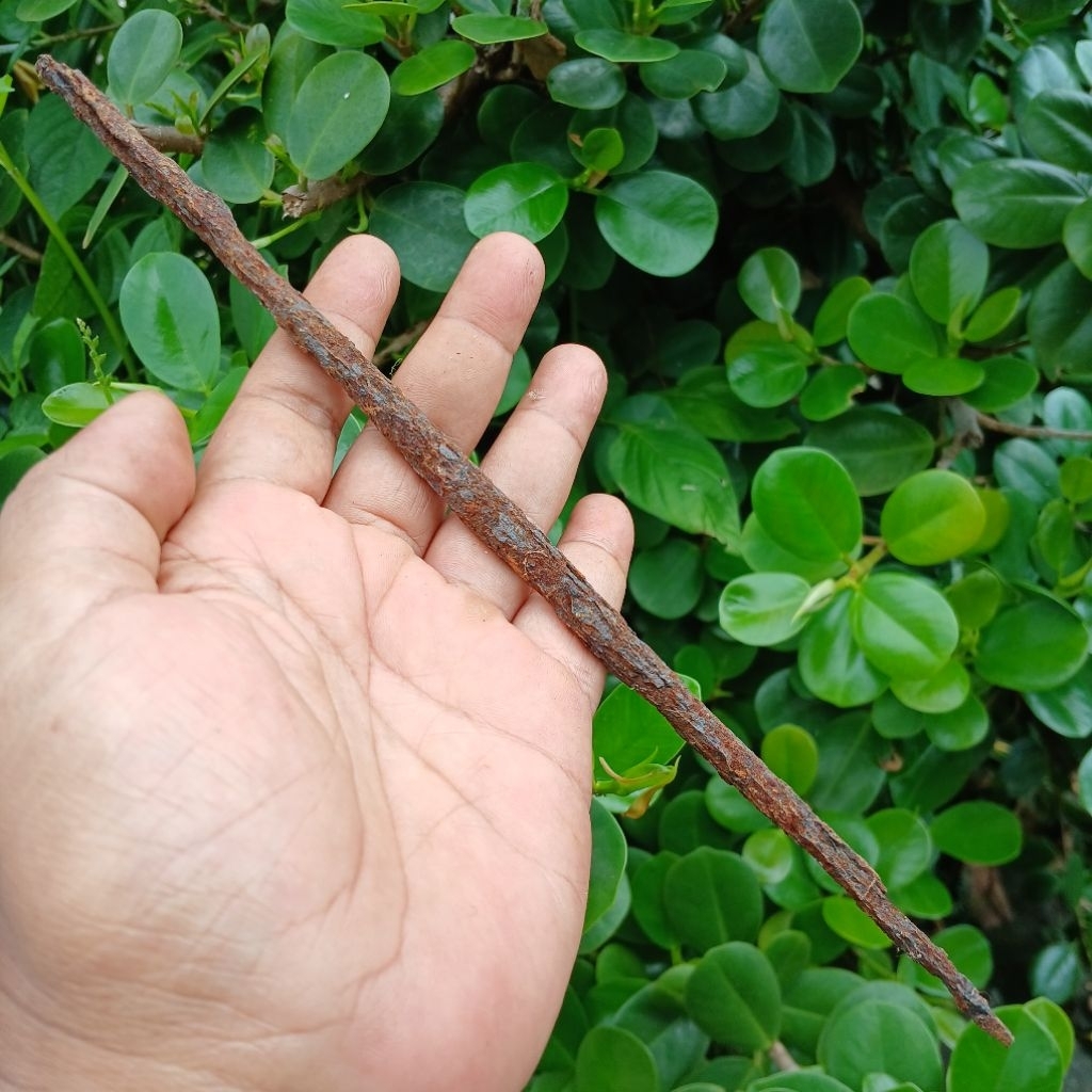 Koleksi Temuan Galian Tanah Jenis Pusaka Sodo Lanang KaBudhan