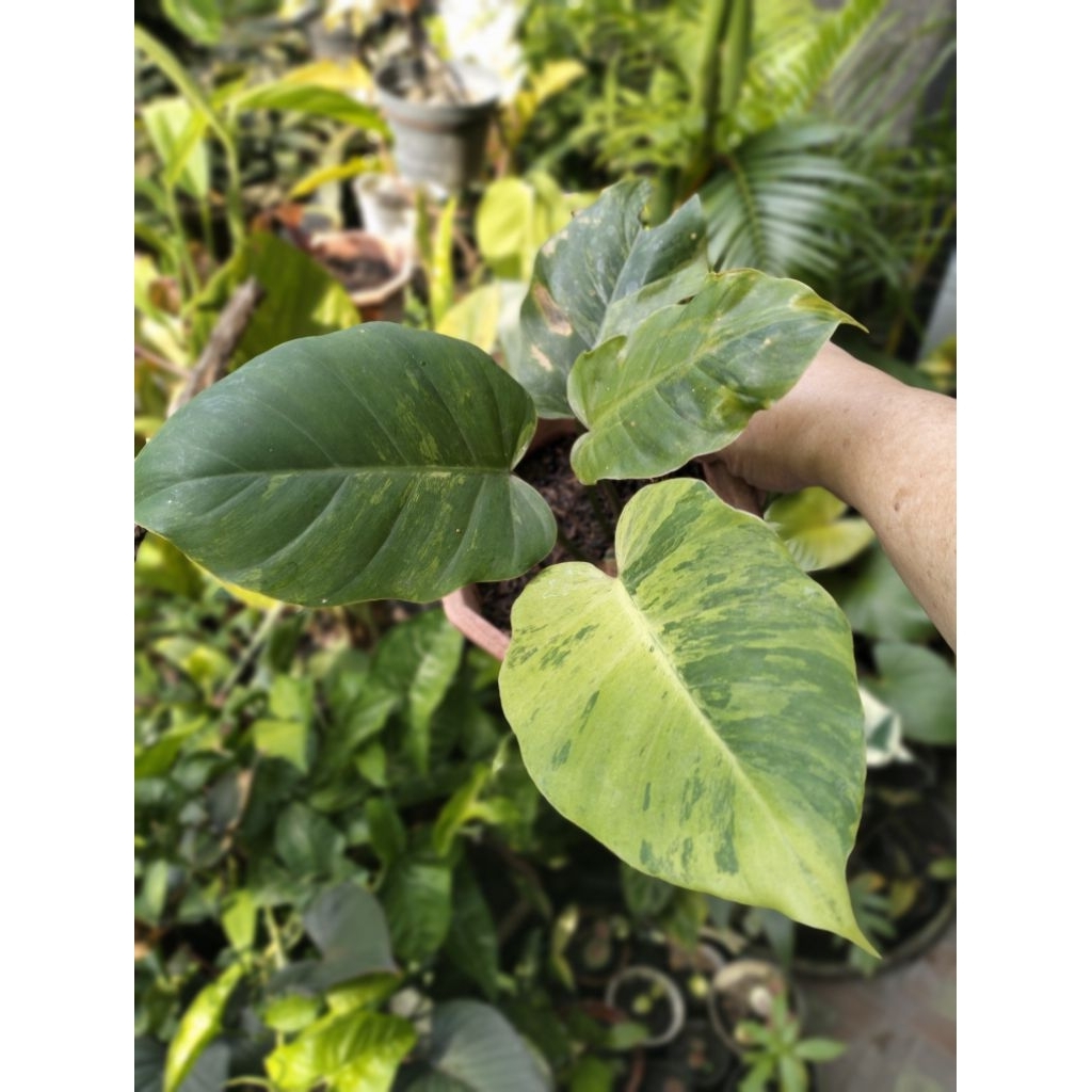 Jungle Fever Varigata