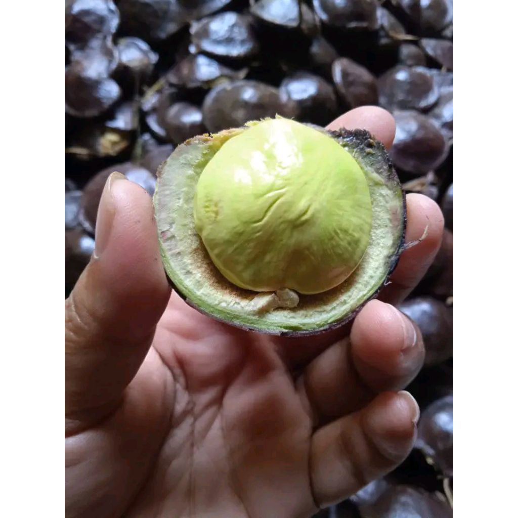 Jengkol Muda Mentah Segar  Murah 500 gram