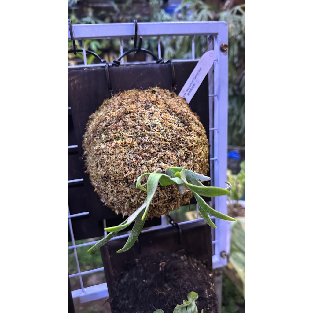 platycerium willinckii dwarf