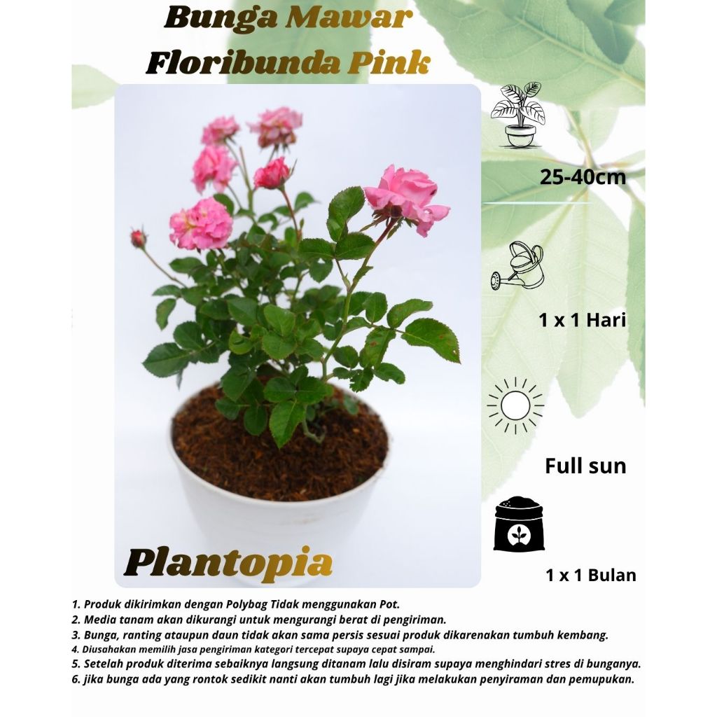 Tanaman Hias Bunga Mawar Floribunda Rimbun Bercabang, Berbunga Wangi, Warna Pink