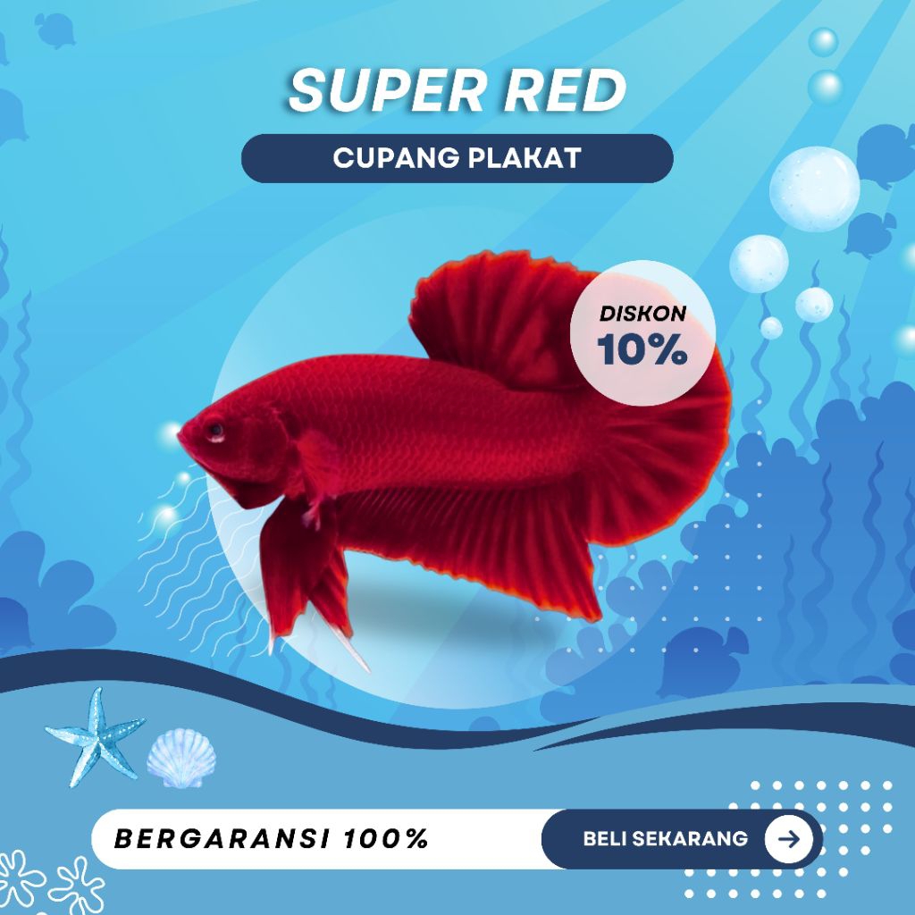 [PK] Cupang Super Red | NEW | TOP GRADE | BESTSELLER | SIZE M+ | IKAN HIAS