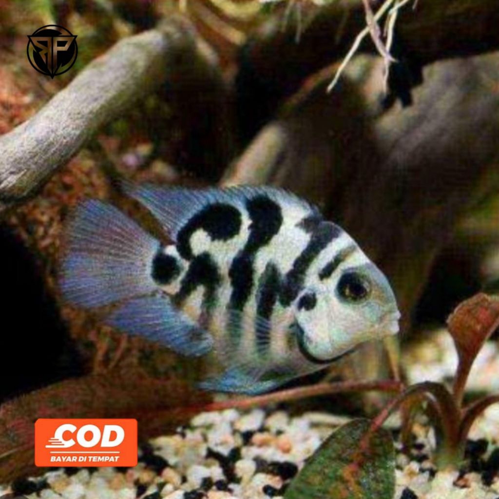 BLUE POLAR (Polar Blue Parrot Cichlid) Ikan Hibrida Ikan Hias Aquarium Biru Abu