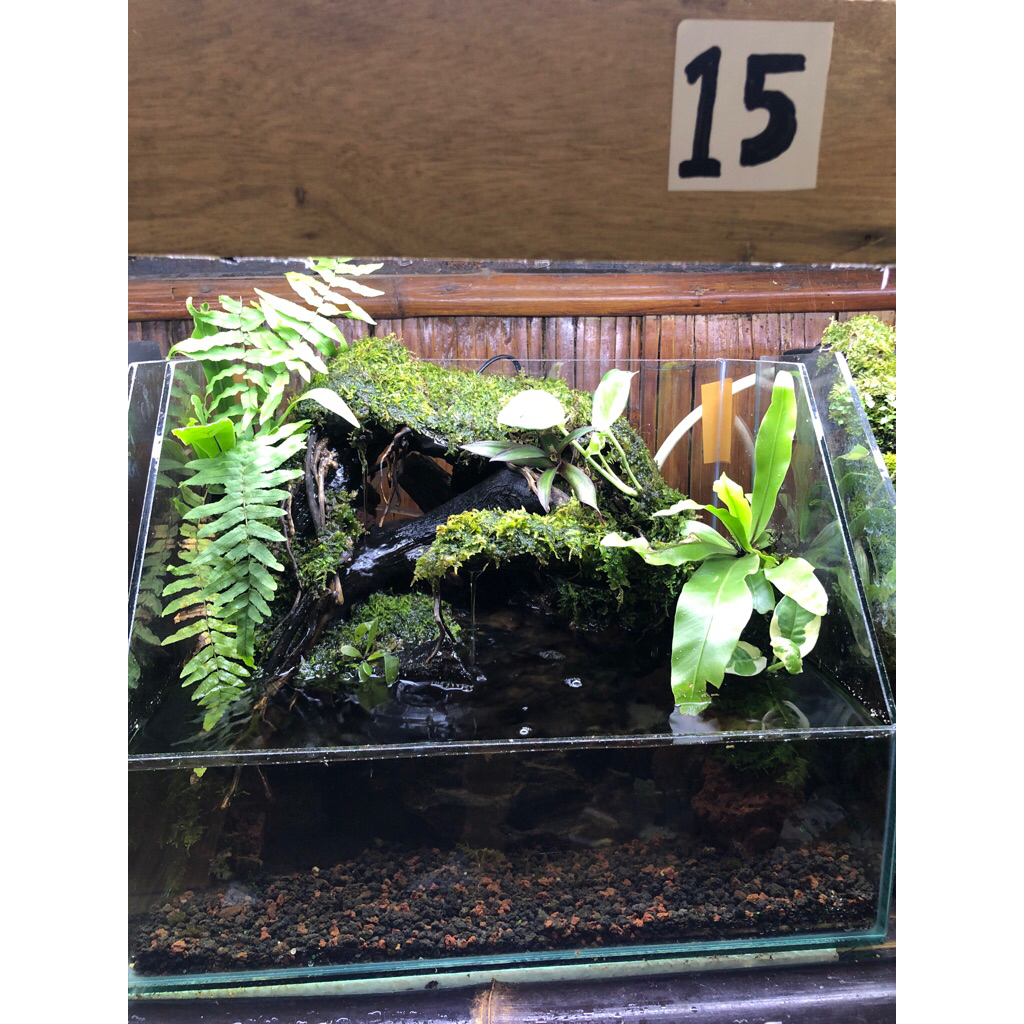 paludarium size 40x30x30 cm fullset siap pandang