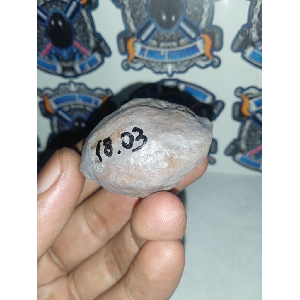 Muncang Adu Jayanti Hantu Laut Original Grade A
