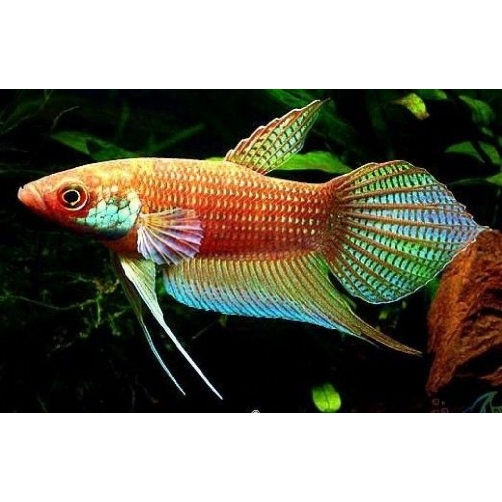 IKAN CUPANG ALAM ENDEMIK (WILD BETTA) - Cupang Rawa, Sungai & Hutan Asli - Ikan Langka Kolektor Item